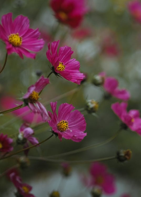 Pink cosmos flowers with delicate petals and yellow centers blooming in a sunlit garden