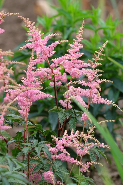 Pink astilbe plumes blooming in a lush garden setting