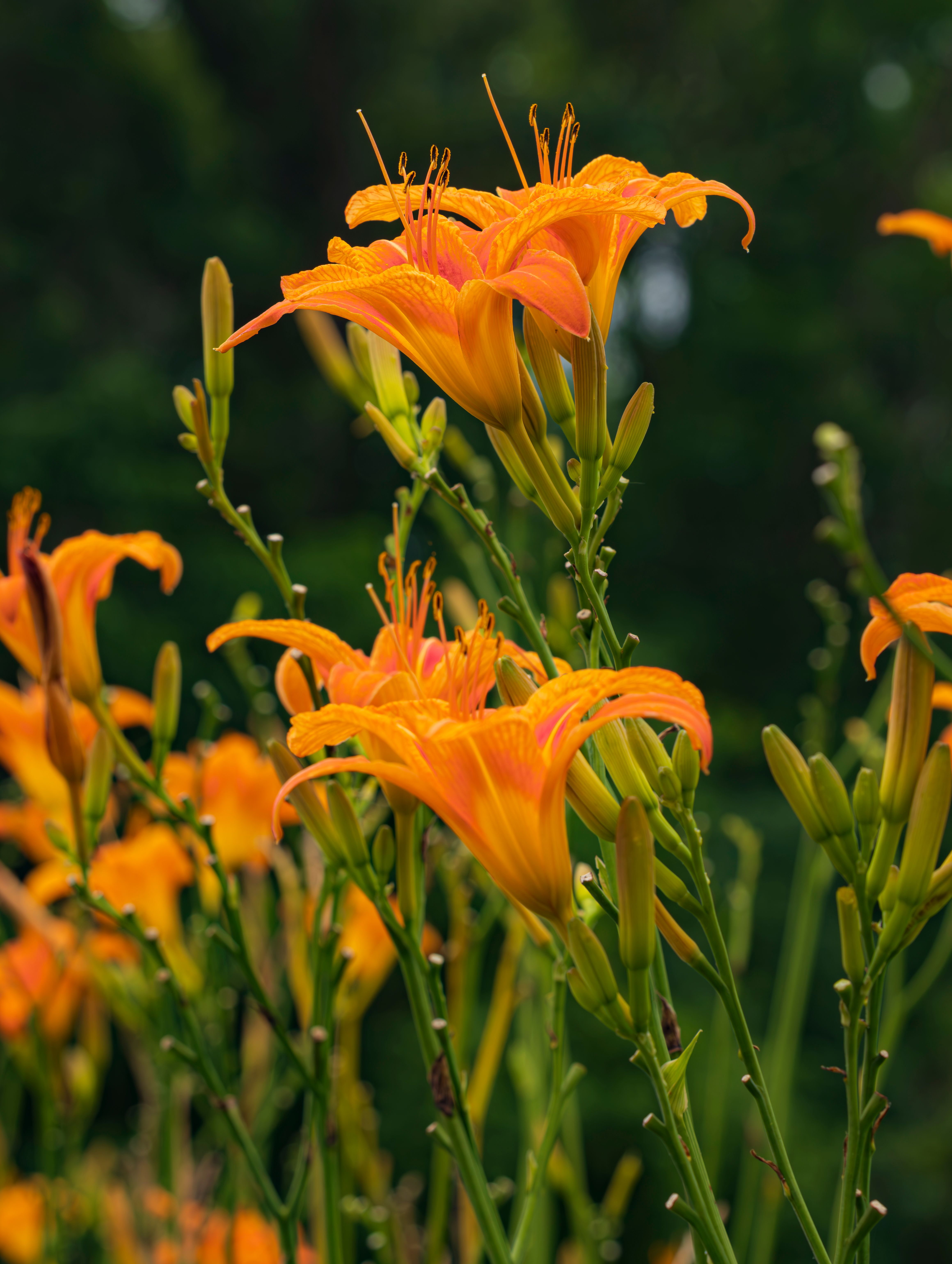 Orange daylilies blooming vibrantly in a lush summer garden