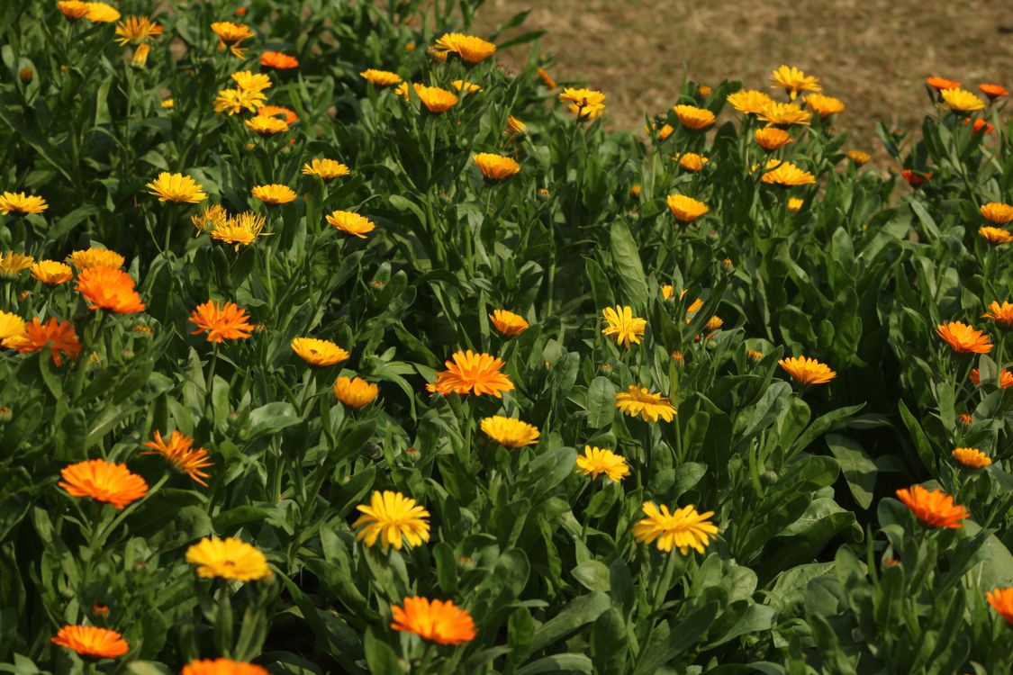 Vibrant orange calendula flowers blooming densely in a springtime garden