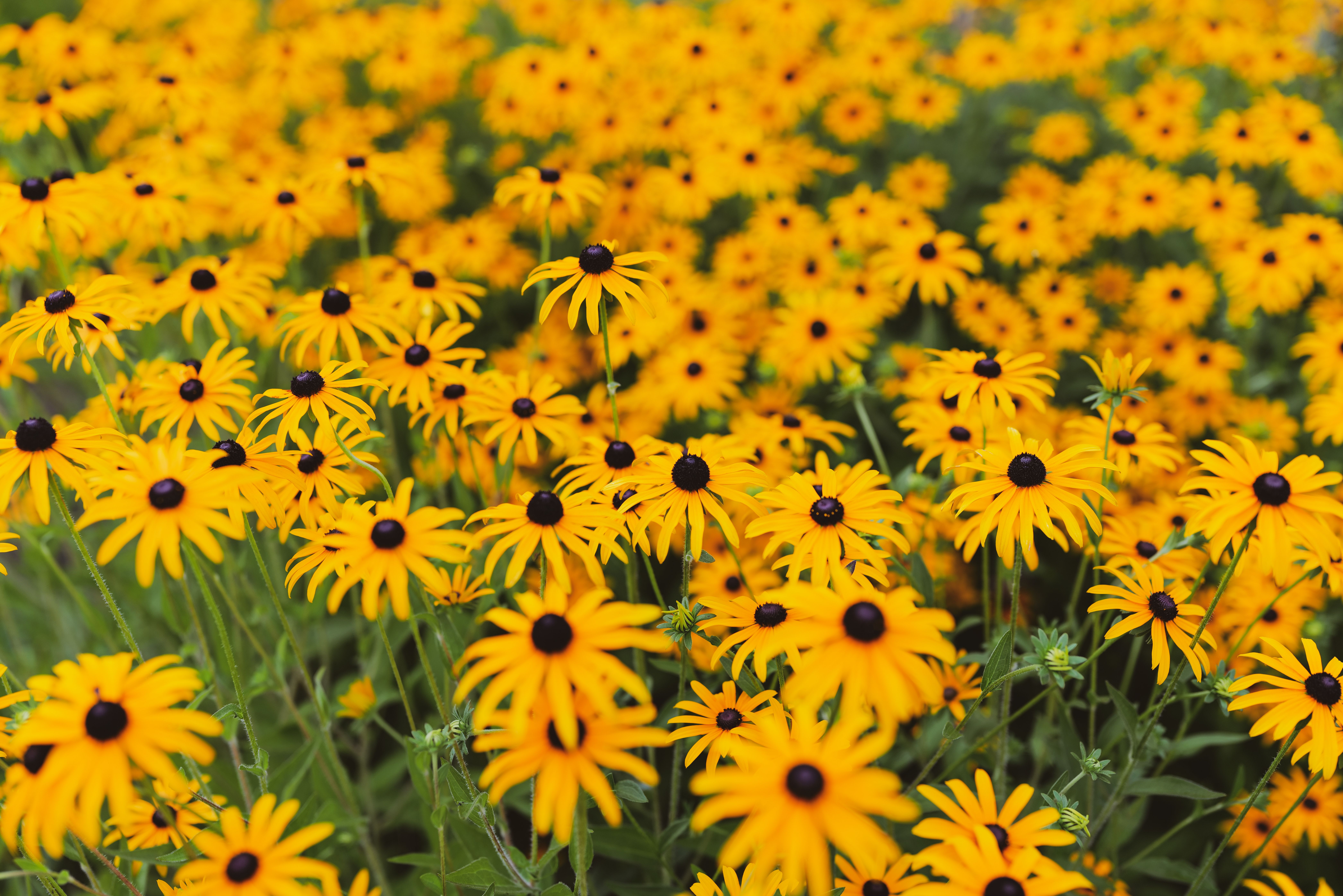 Dense mass of golden black-eyed susans with dark brown centers