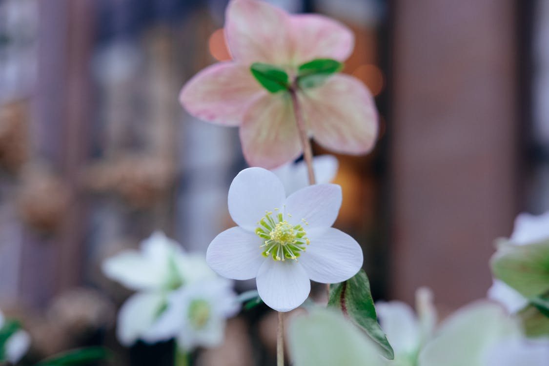 Cream and pink hellebore flowers blooming in a spring garden