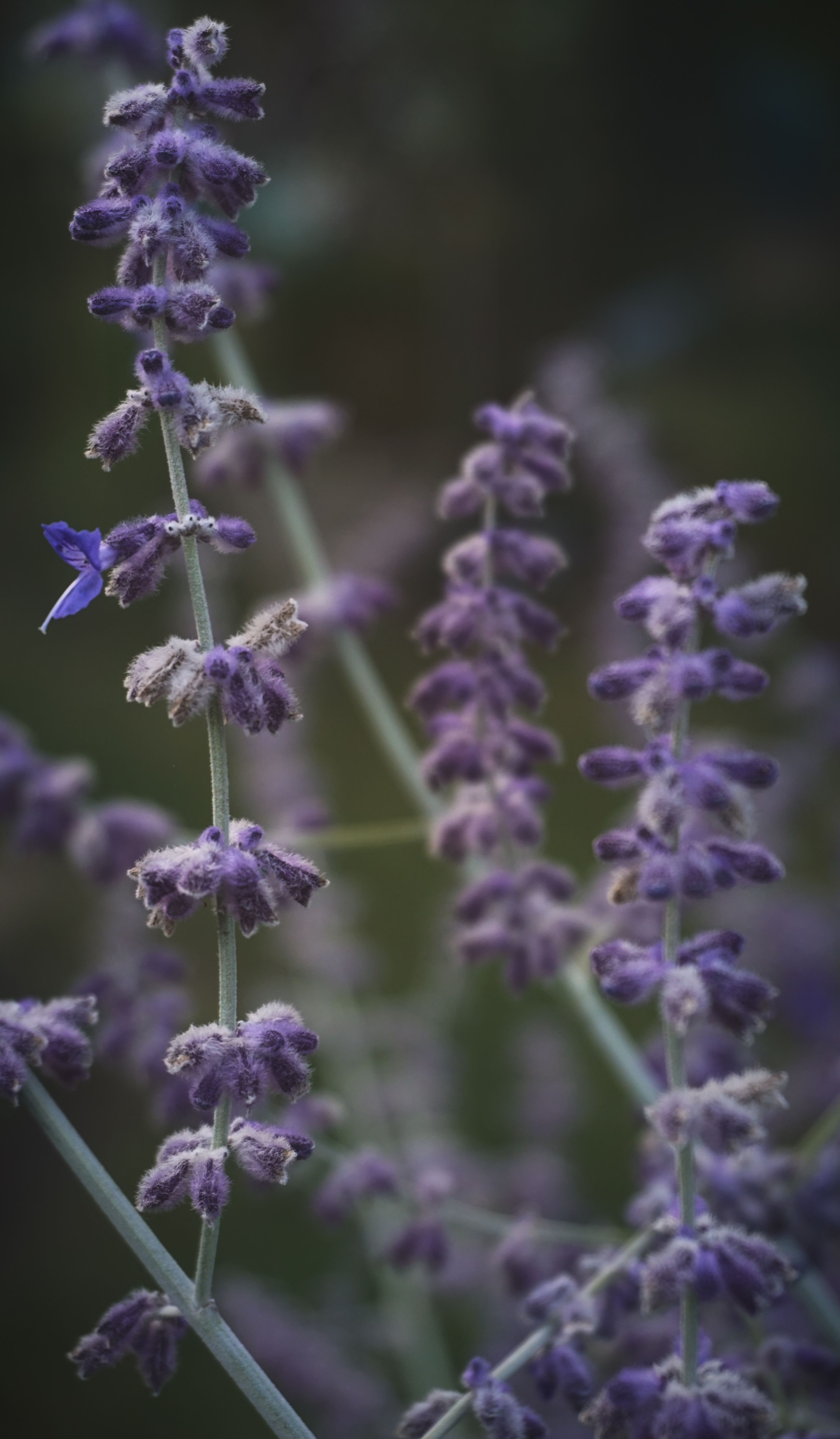 Tall Russian sage with silvery stems and lavender-blue flower spikes in a sunny garden border