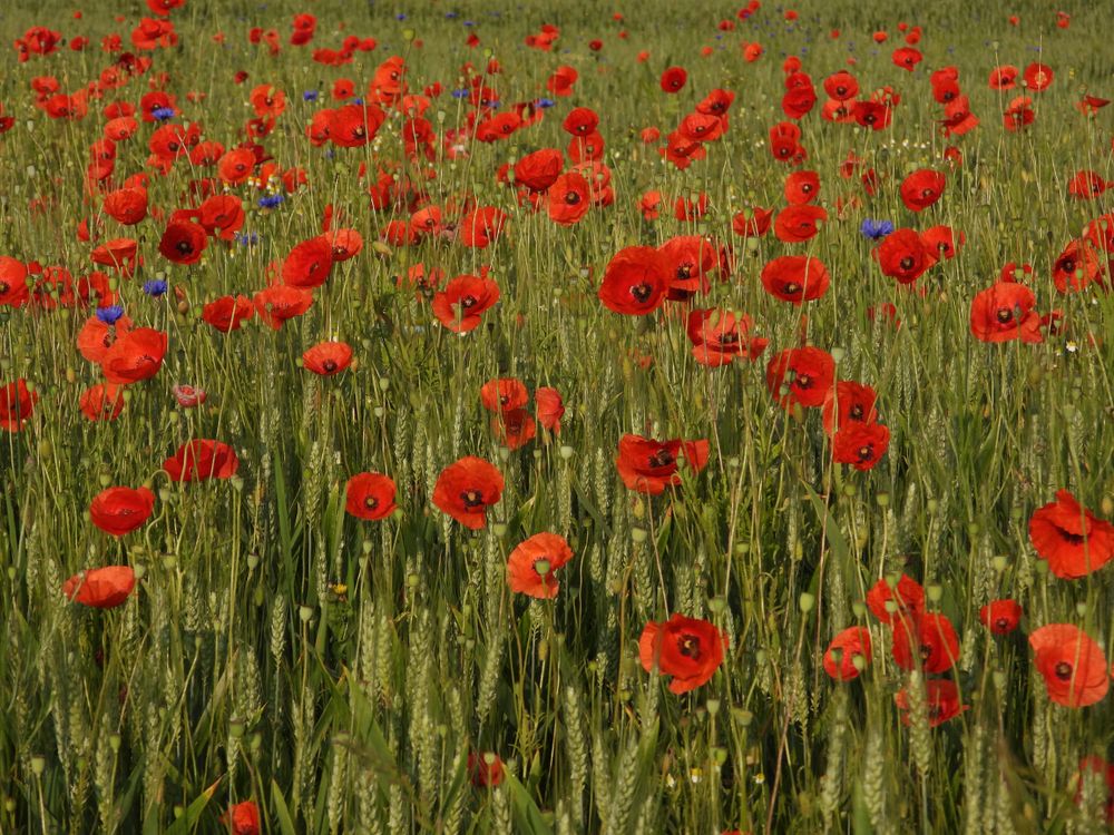 Red poppies growing in a sunlit garden meadow with green foliage