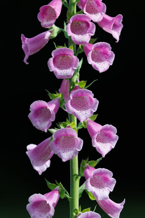 Close-up of vibrant pink foxglove flowers with speckled throats on a tall spire