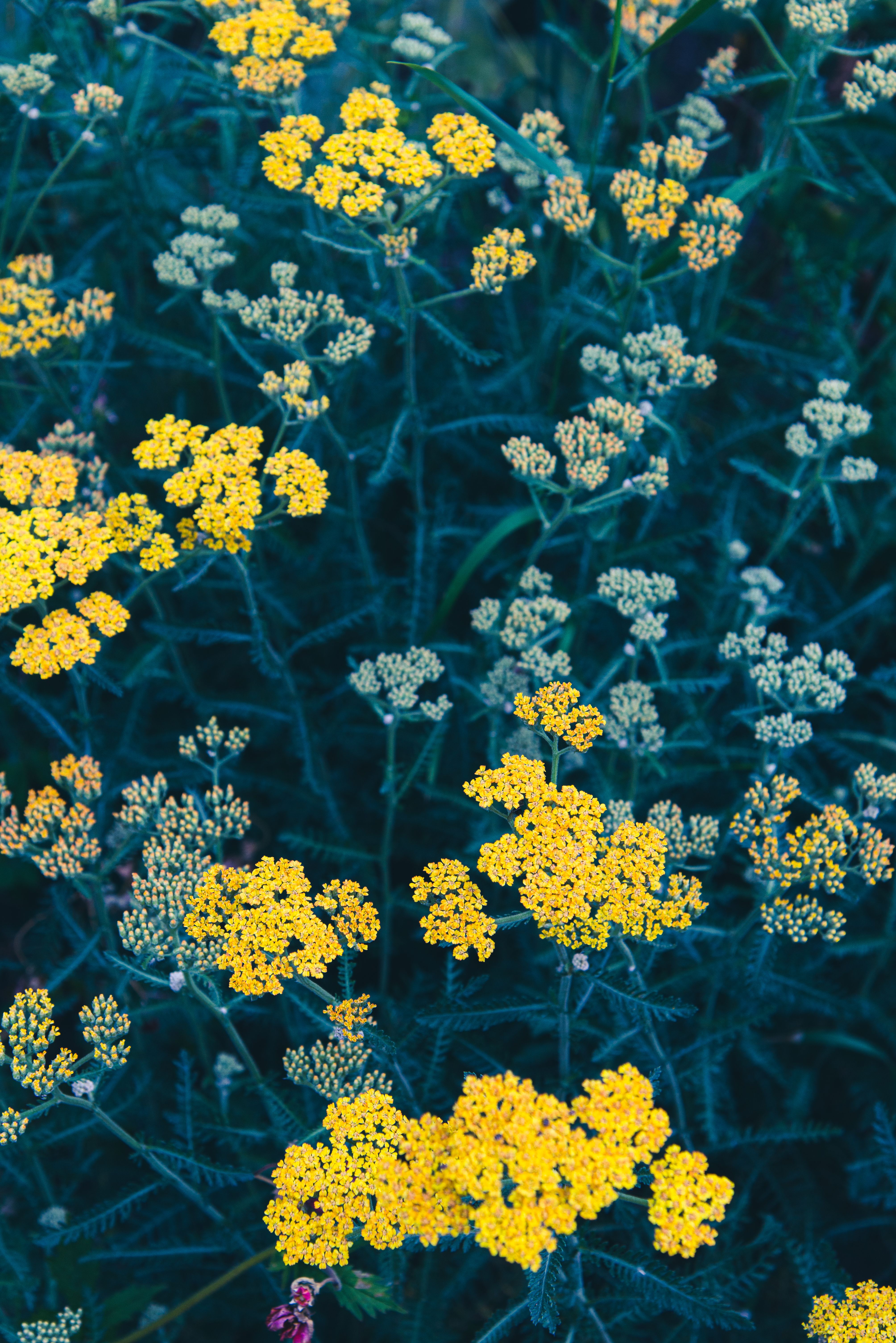 Vibrant yellow yarrow flowers in bloom with flat-topped clusters above ferny green foliage