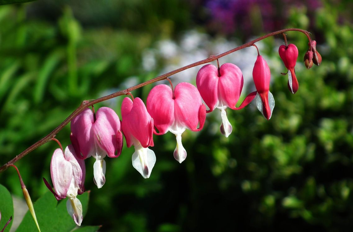 Pink bleeding heart flowers dangling from an arching stem in a spring garden