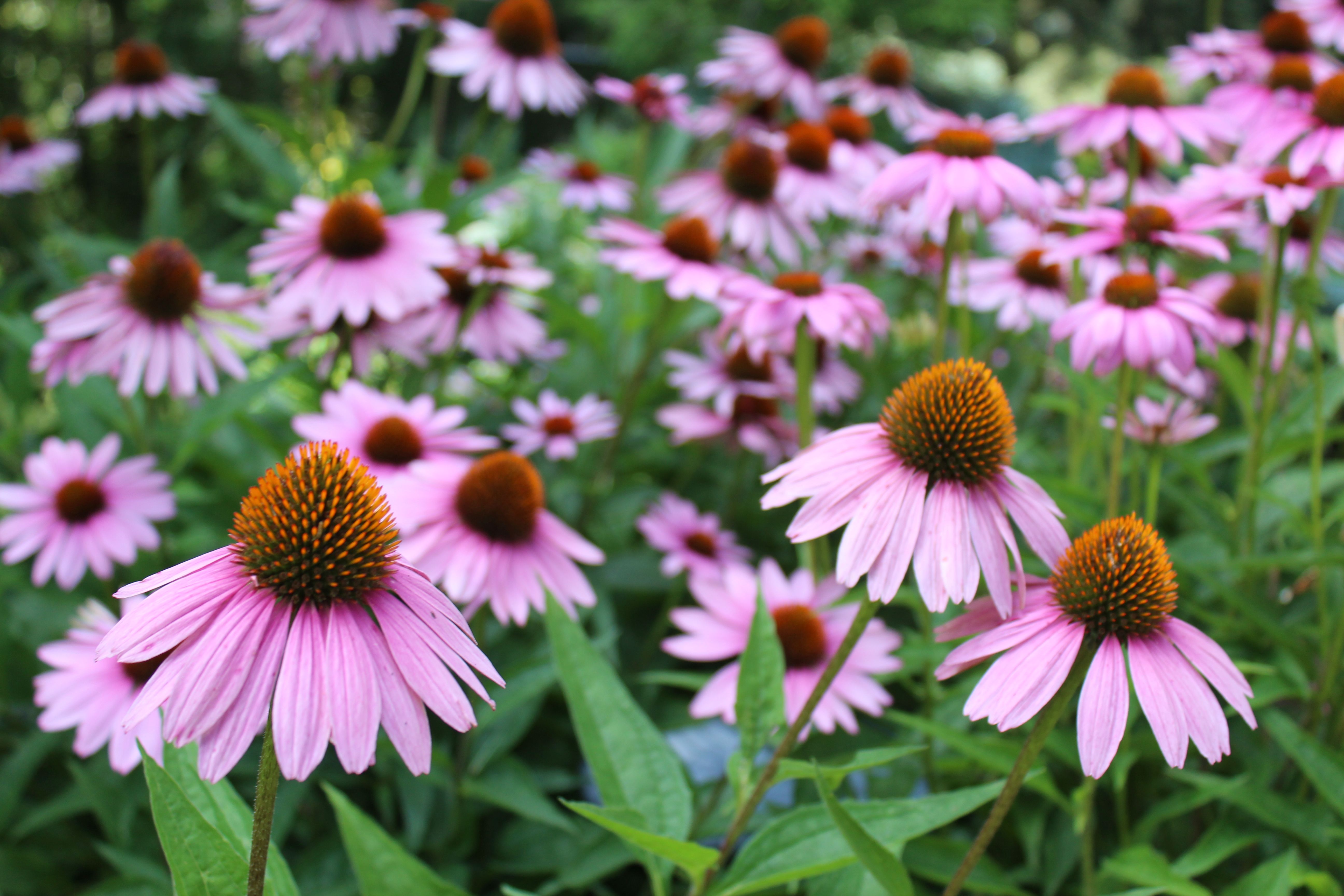 Pink coneflowers blooming with raised orange centers in a garden setting