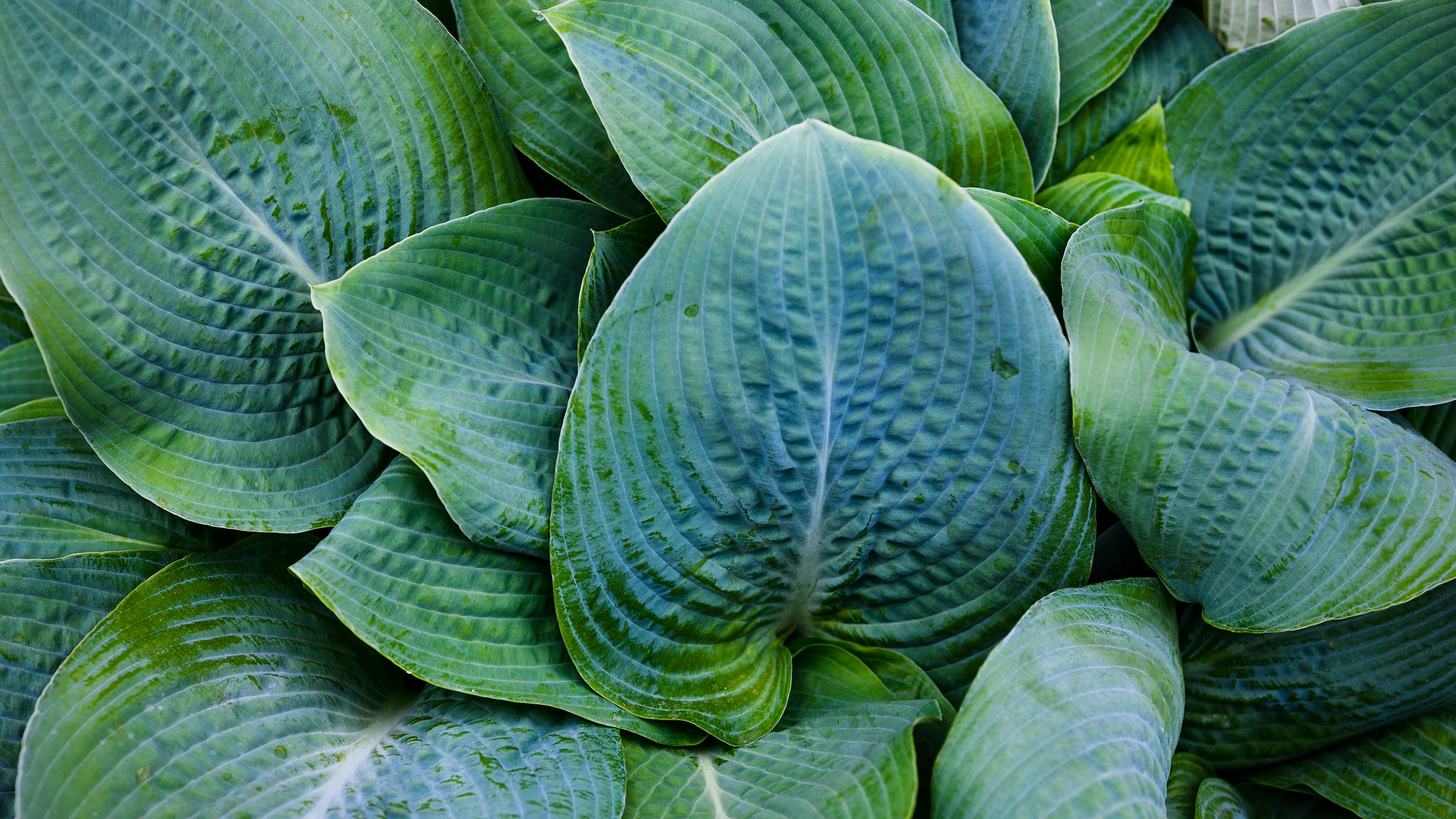 Blue-green hosta leaves with textured ribbing in shade