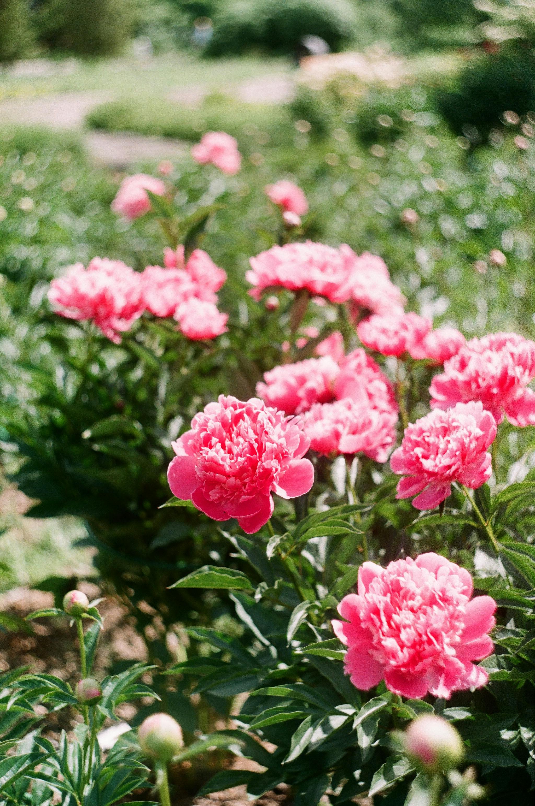 Vibrant pink peonies blooming in a lush green garden