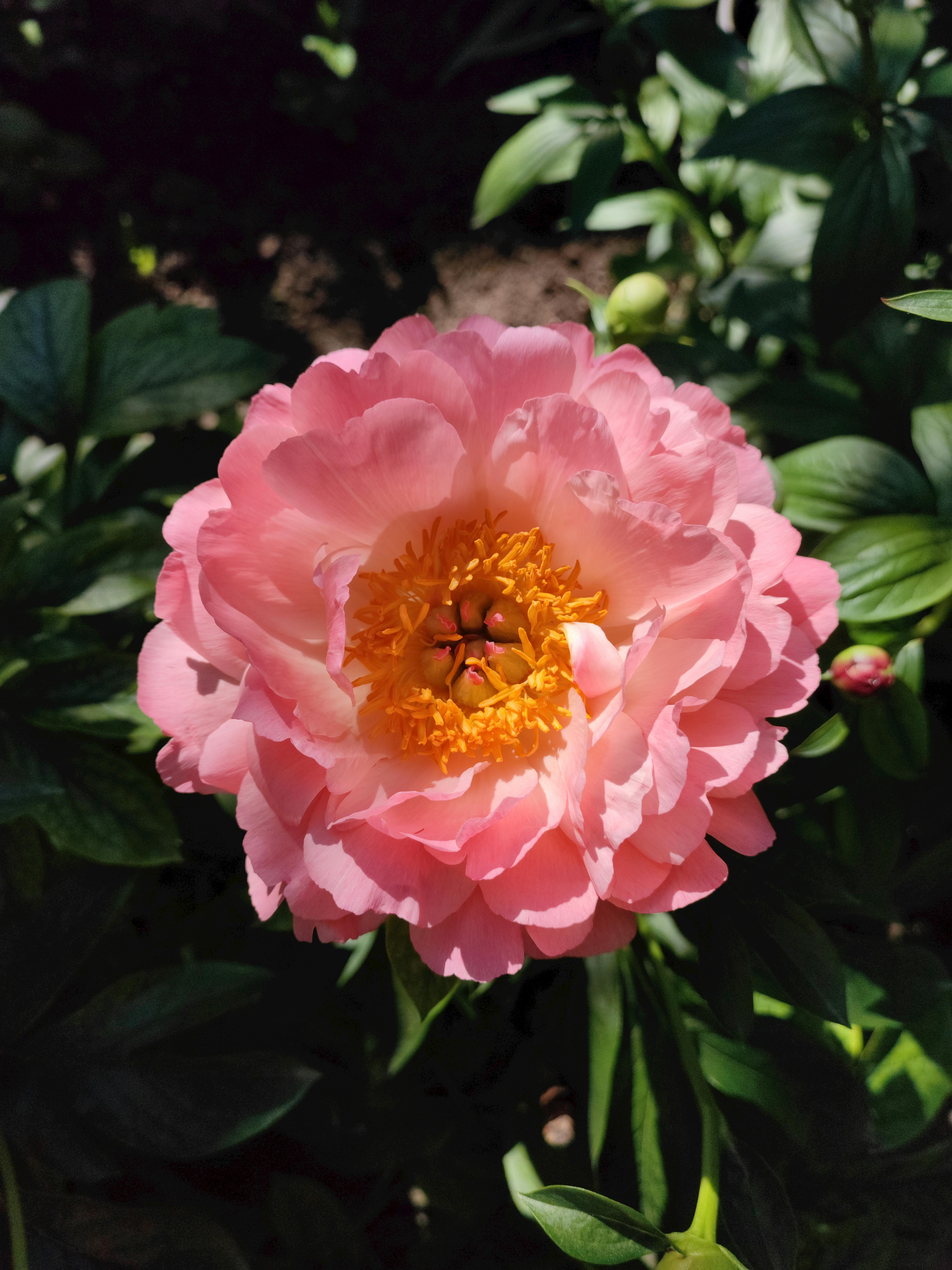 Beautiful pink peony flower in full bloom surrounded by lush green leaves