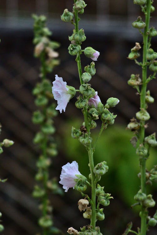 Tall pink hollyhocks blooming along a building wall in spring sunlight