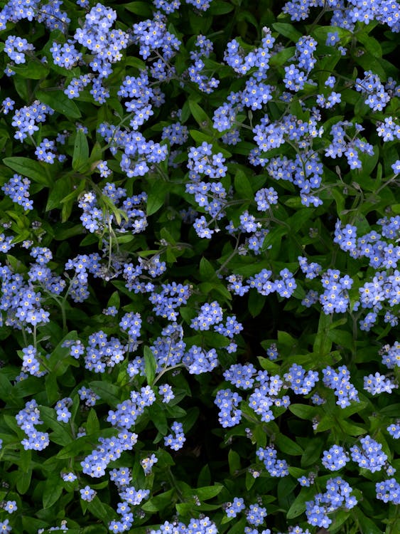 A carpet of tiny sky-blue forget-me-not flowers with green leaves in a garden