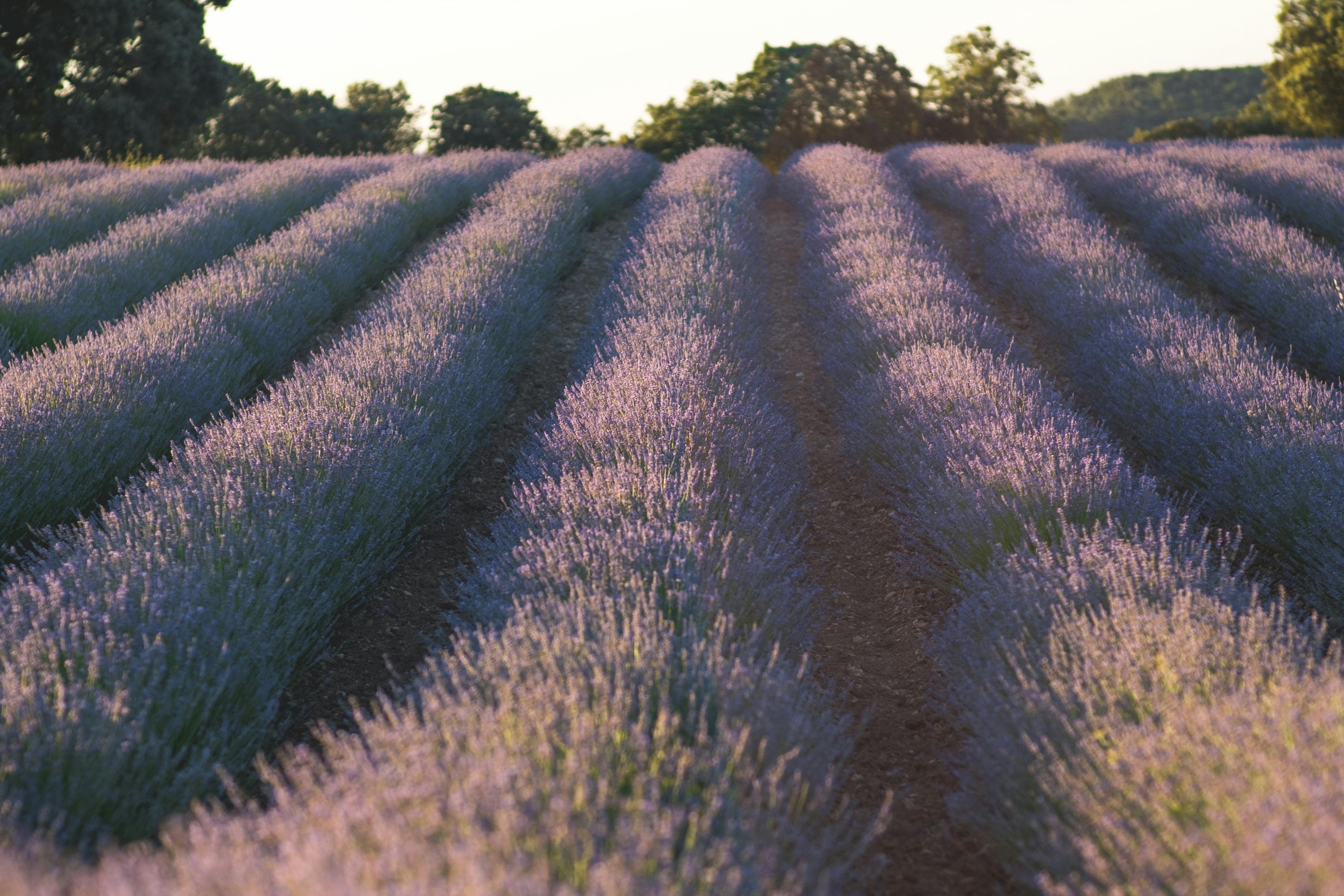 Lavender fields blooming at sunset with golden light casting soft shadows