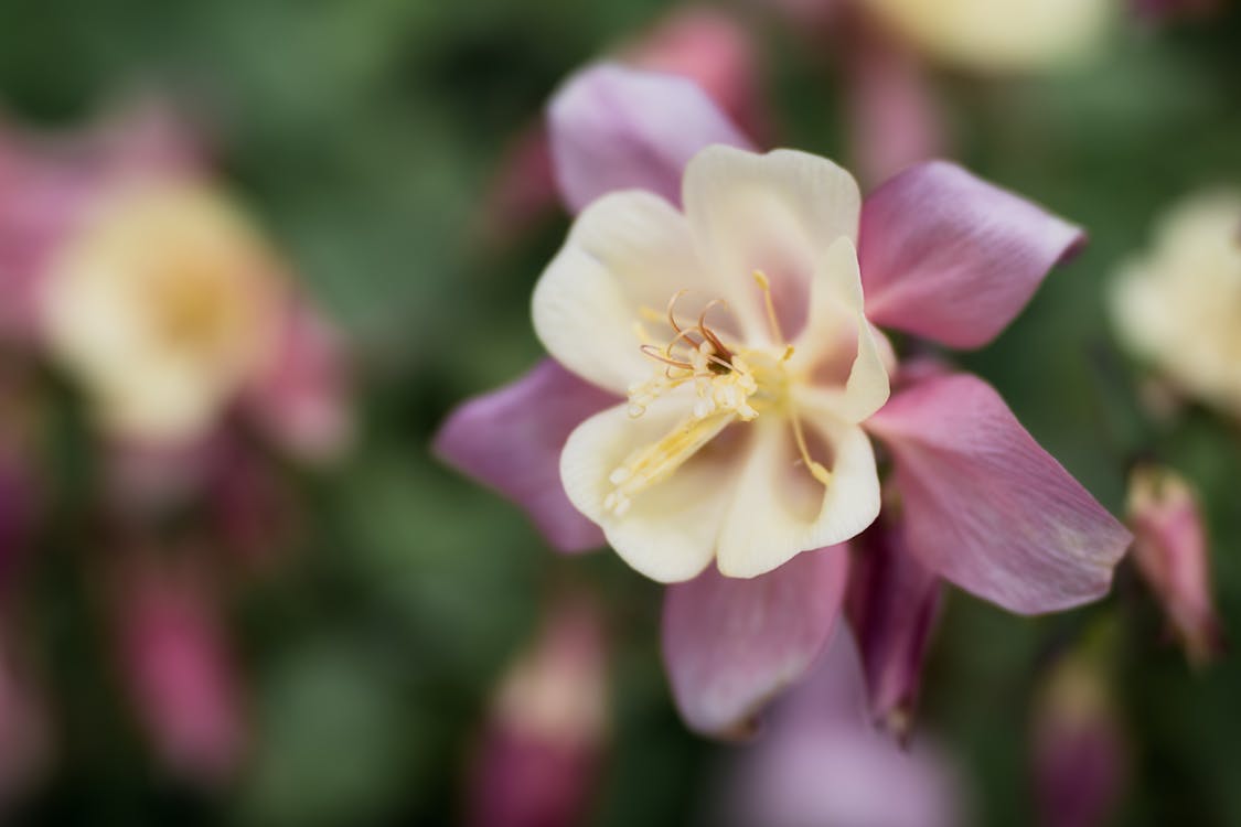 Pink and cream columbine flower with distinctive spurred petals in a garden
