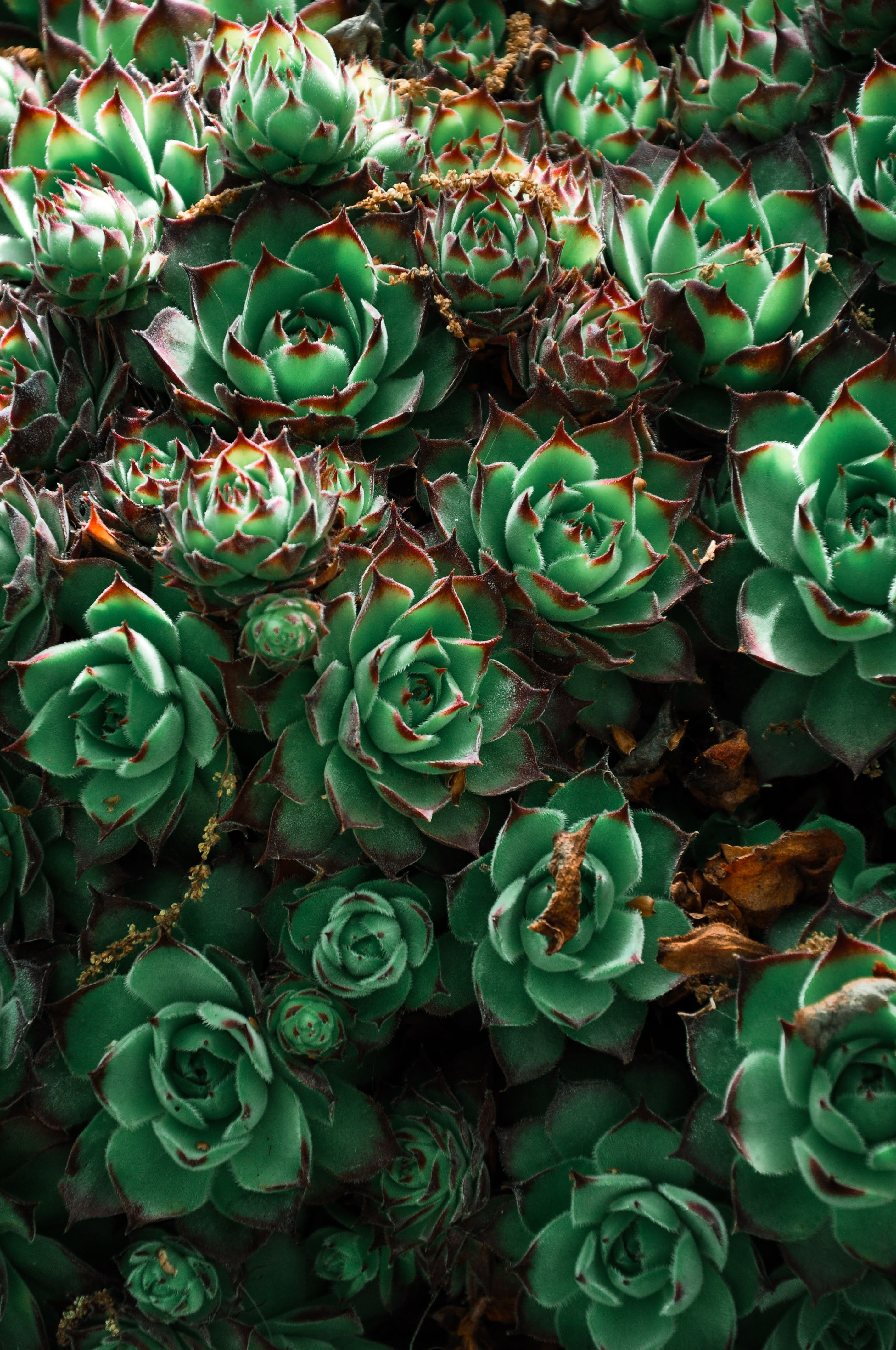 Dense colony of green sempervivum rosettes with red-tipped leaves