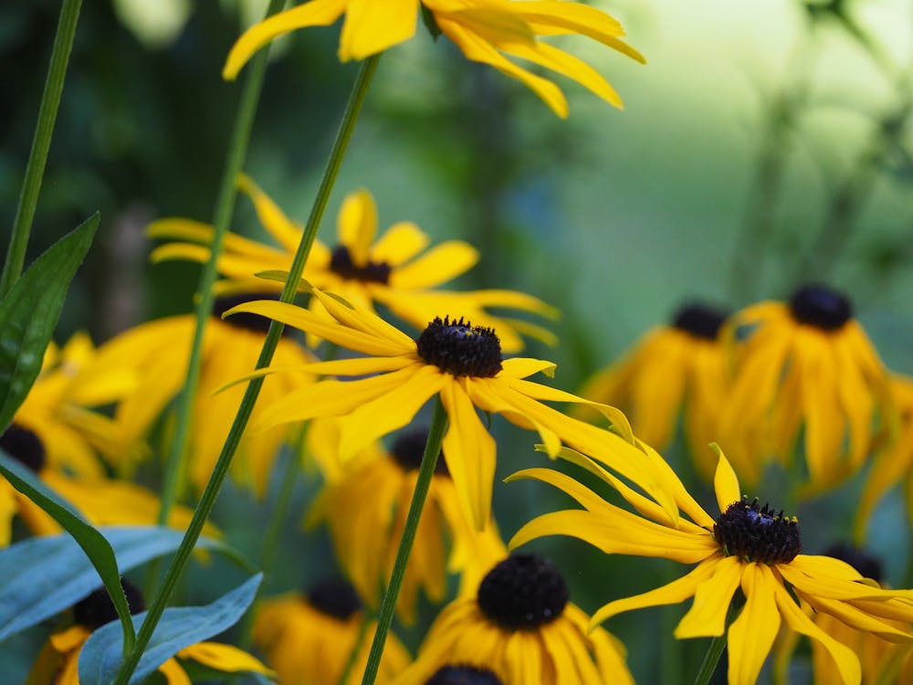 Vibrant golden black-eyed Susan flowers with dark centers in a summer garden