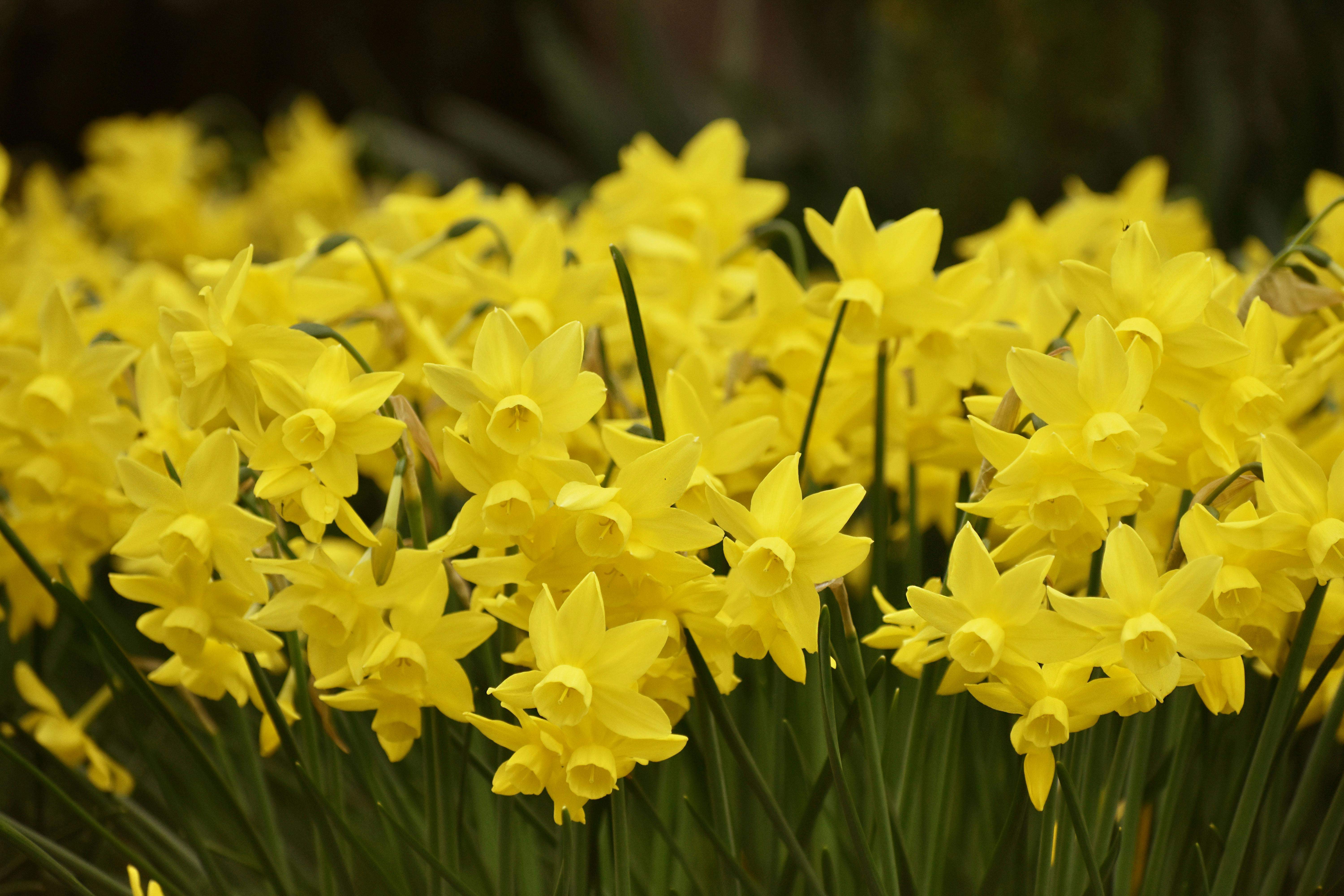 Bright yellow daffodils in full bloom in a spring garden