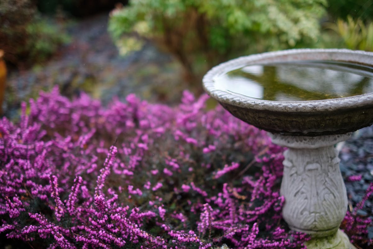 Concrete birdbath in a garden with purple heather