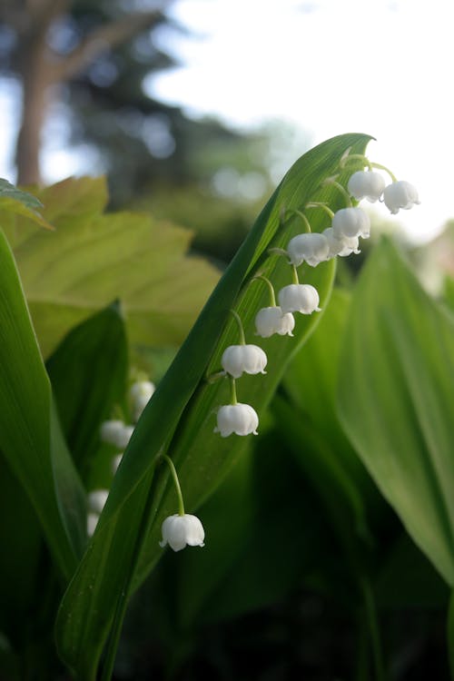 Lily of the valley with white bell-shaped flowers on an arching stem among broad green leaves