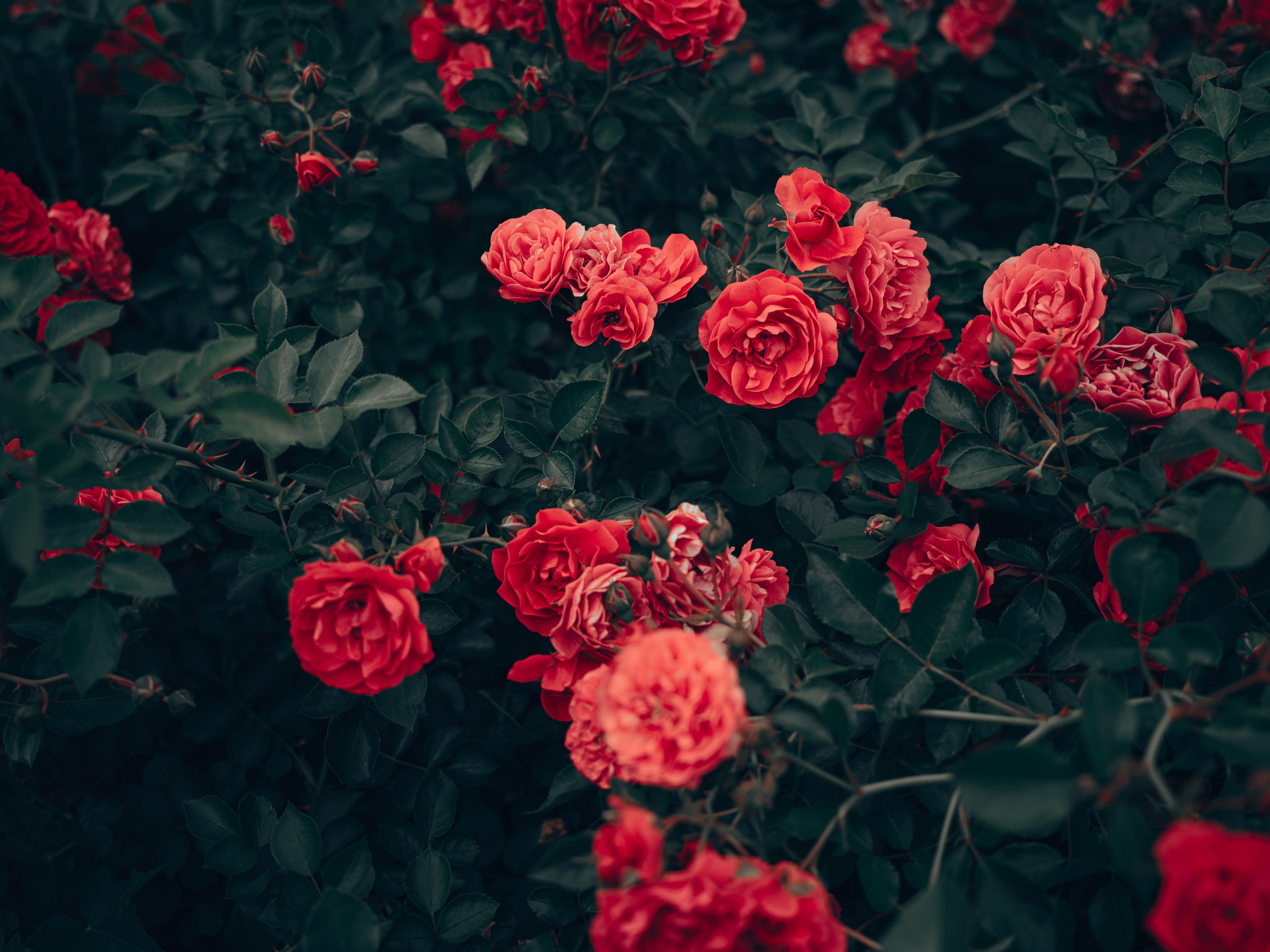 Red garden roses in full bloom covering a lush green shrub