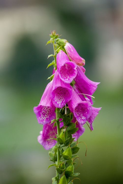 Tall foxglove spire with speckled pink tubular flowers in a garden